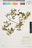 梨山小蓑衣藤藏品圖，第2張