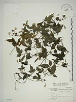 巴氏鐵線蓮藏品圖，第1張