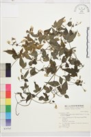 巴氏鐵線蓮藏品圖，第2張