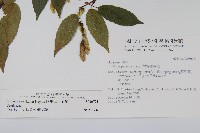 阿里山千金榆藏品圖，第2張