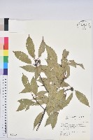 青剛櫟、鐵椆藏品圖，第1張