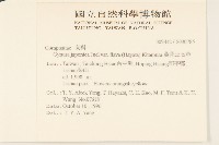 黃花三七草藏品圖，第2張