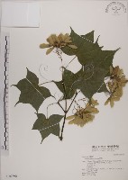 青楓藏品圖，第1張