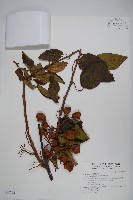 硬齒獼猴桃藏品圖，第1張