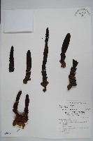 穗花蛇菰藏品圖，第1張