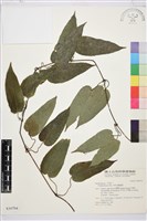 亨利氏鐵線蓮藏品圖，第1張