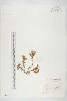 杉葉佛甲草藏品圖，第1張