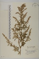 登錄號:S030802藏品圖，第1張