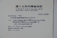 玉山糯米樹、狹葉糯米樹藏品圖，第2張