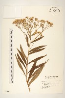 黃菀藏品圖，第1張