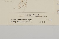 玉山抱莖籟簫藏品圖，第3張
