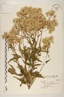 臺灣澤蘭藏品圖，第1張