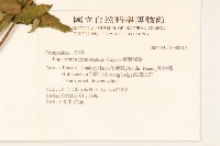 臺灣澤蘭藏品圖，第2張