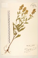 一枝黃花藏品圖，第1張