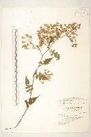 裂葉蔓黃菀藏品圖，第1張