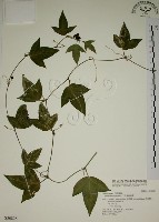 三角葉西番蓮藏品圖，第1張