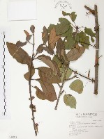 杜鵑桑寄生藏品圖，第1張