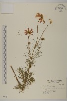 大波斯菊藏品圖，第1張