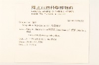 秋鼠麴草藏品圖，第2張