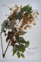 裡白蔥木藏品圖，第1張