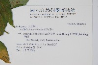 裡白蔥木藏品圖，第2張