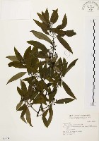 山胡椒藏品圖，第1張