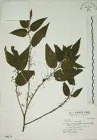 山黃麻藏品圖，第1張