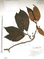 水冬瓜藏品圖，第1張