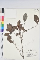 細葉饅頭果藏品圖，第1張