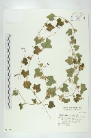 天花藏品圖，第1張