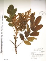 羅氏鹽膚木藏品圖，第1張