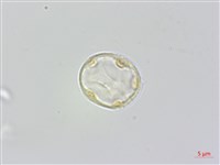 蟲蟻麻藏品圖，第1張