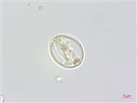 蟲蟻麻藏品圖，第2張