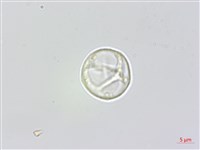 蟲蟻麻藏品圖，第3張