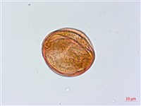 慈恩胡頹子藏品圖，第4張