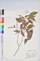 白珠樹藏品圖，第1張