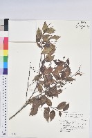 大葉越橘、來特氏越橘藏品圖，第1張