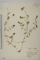 狗筋蔓藏品圖，第1張