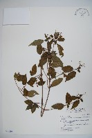 狹葉莢迷藏品圖，第1張