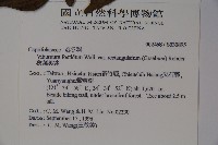 狹葉莢迷藏品圖，第2張