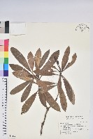 臺灣杜鵑藏品圖，第1張