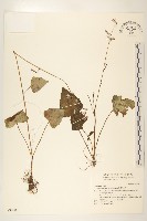 臺灣福王草藏品圖，第1張