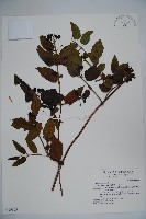 阿里山忍冬、漸尖葉忍冬藏品圖，第1張