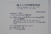 阿里山忍冬、漸尖葉忍冬藏品圖，第2張