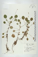 裂緣花藏品圖，第1張