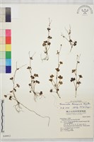 鹿場毛茛藏品圖，第1張