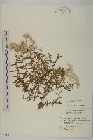 玉山抱莖籟簫藏品圖，第1張