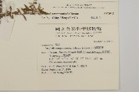 玉山抱莖籟簫藏品圖，第2張