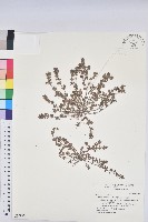 田代氏大戟藏品圖，第1張