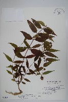 台灣土黨參藏品圖，第1張